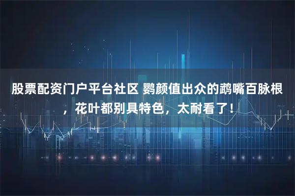 股票配资门户平台社区 鹦颜值出众的鹉嘴百脉根，花叶都别具特色，太耐看了！
